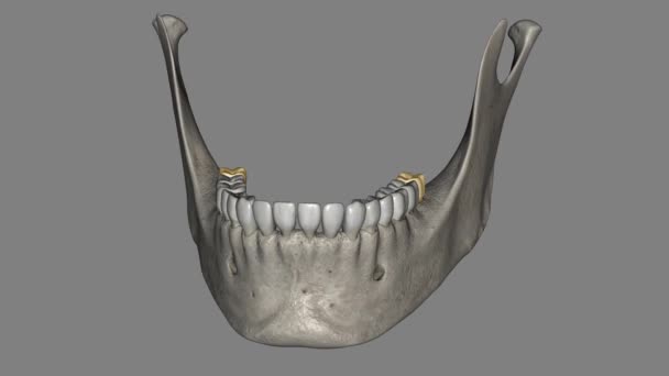 Mandibular Third Molar Also Referred Wisdom Tooth — Stock Video