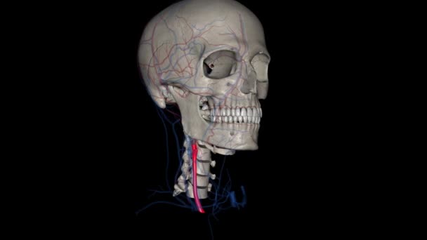 右颈总动脉3D — 图库视频影像
