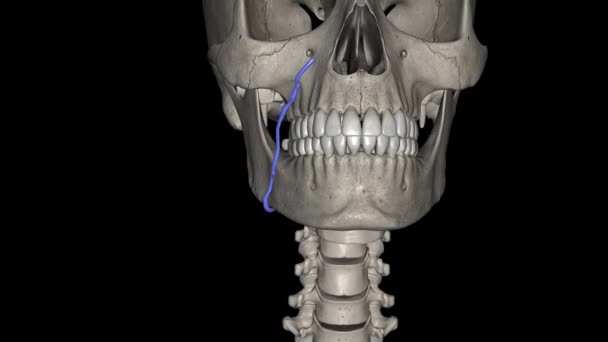面部静脉 也被称为前面部静脉 是一种配对血管 也是面部的主要静脉 — 图库视频影像