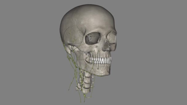 头部和颈部淋巴引流是独一无二的 — 图库视频影像
