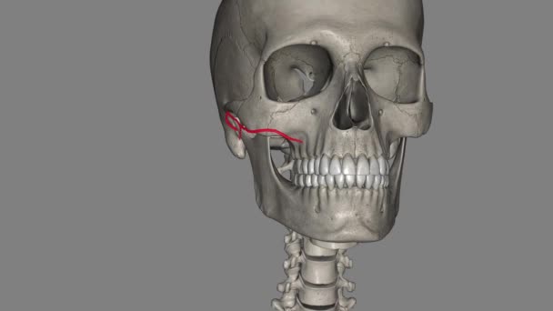面神经横向动脉 Tfa 是面神经表面的一个分支 位于面神经表面 — 图库视频影像