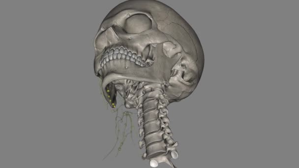下颌下淋巴结是位于下颌骨下缘的约3 6个淋巴结 — 图库视频影像