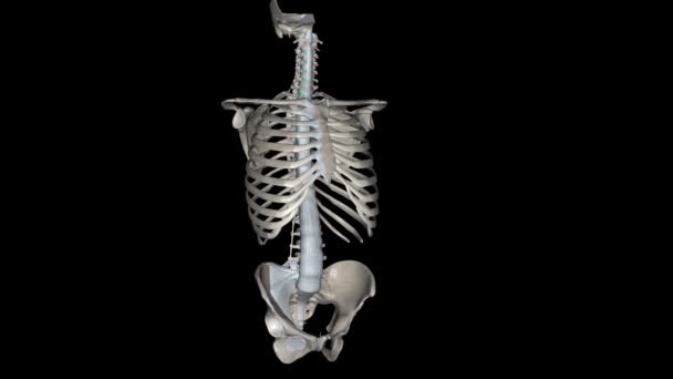 韧带及骨头3D — 图库视频影像