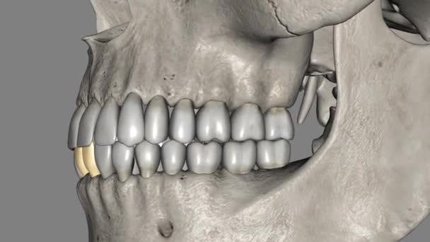 中央切開剤は 顔のミッドラインに隣接する顎に位置する歯です — ストック動画
