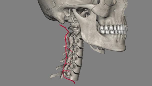 Deep Cervical Artery Profunda Cervicalis Artery Neck — Stock Video