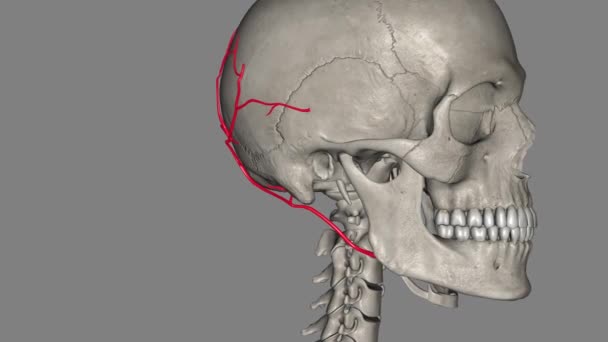 頭蓋骨動脈は 頭皮の背面に動脈供給を提供する外部カルチド動脈の枝 ステロイド腫瘍筋肉 — ストック動画