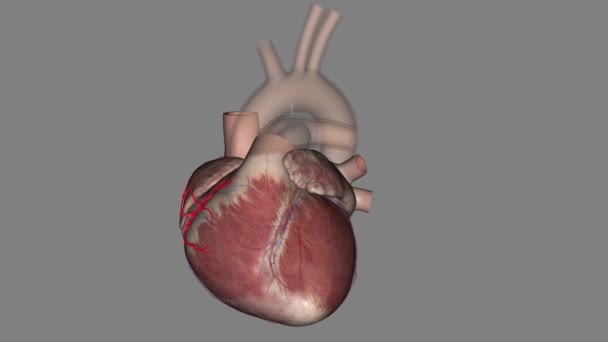 Artérias Coronárias Correm Longo Sulco Coronário Miocárdio Coração — Vídeo de Stock