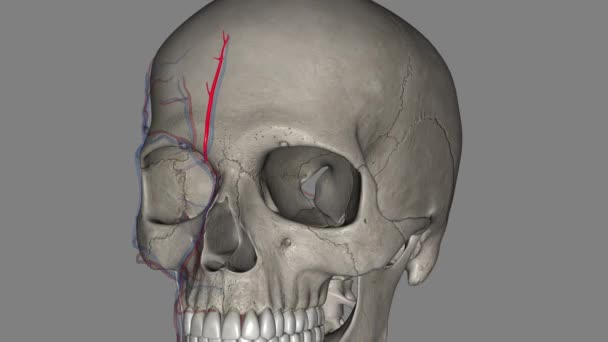 超塩基動脈 または前頭動脈 は眼科動脈の末端枝の一つである — ストック動画