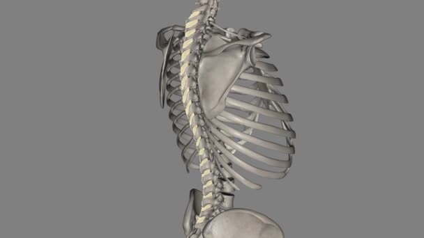 Role Interspinous Ligament Limit Flexion Bending Forwards Restricting Separation Spinous — Stock Video