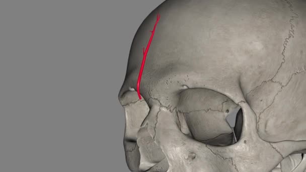 Arteri Supratrochlear Atau Arteri Frontal Adalah Salah Satu Cabang Terminal — Stok Video