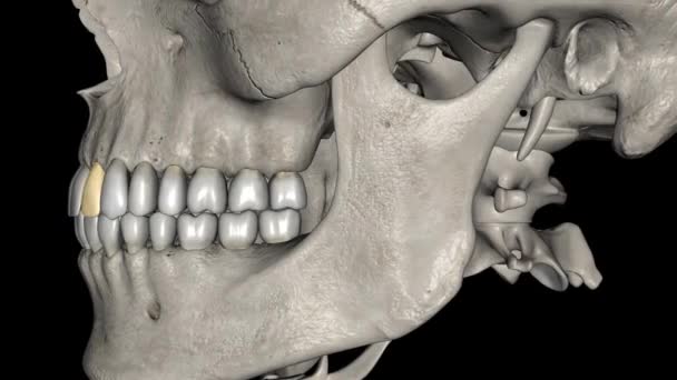 Максимальні Бічні Різці Парою Верхніх Гіперальних Зубів Які Розташовані Боком — стокове відео