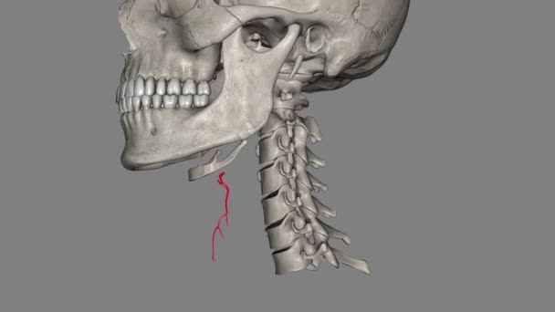Tiroid Atardamarı Tiroit Bezini Besleyen Dış Karotid Arterin Ilk Dalıdır — Stok video