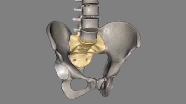 骶骨是位于腰椎下方的三角形骨 — 图库视频影像