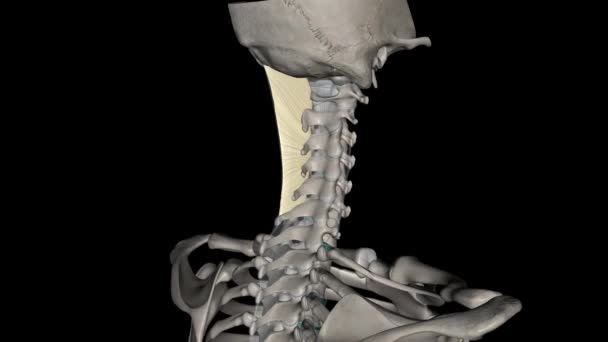 Ligamento Nucal Ligamento Parte Posterior Del Cuello Que Continuo Con — Vídeos de Stock