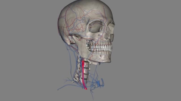右颈总动脉3D — 图库视频影像