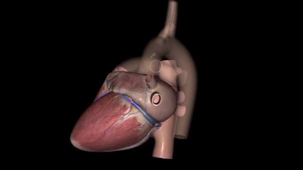Grande Veia Cardíaca Veia Coronária Esquerda Uma Veia Coração Inicia — Vídeo de Stock