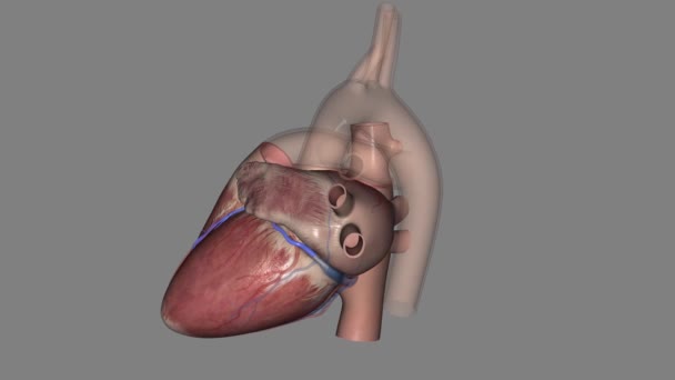 大きな心臓静脈 左冠状静脈 は心臓の静脈である それは心臓の頂点から始まり 前心室に沿って上昇します — ストック動画