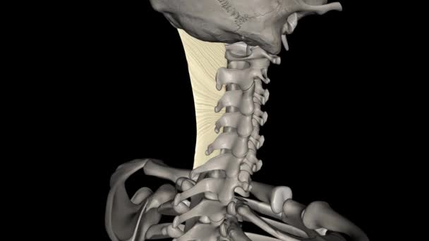 Ligamento Nucal Ligamento Parte Posterior Del Cuello Que Continuo Con — Vídeos de Stock