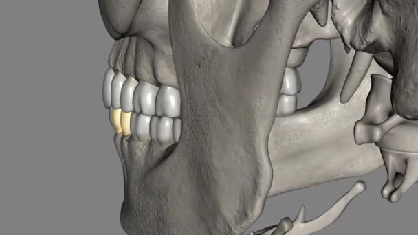 Żuchwy Pierwszy Przedtrzonowy Jest Ząb Znajduje Się Bocznie Zarówno Żuchwy — Wideo stockowe
