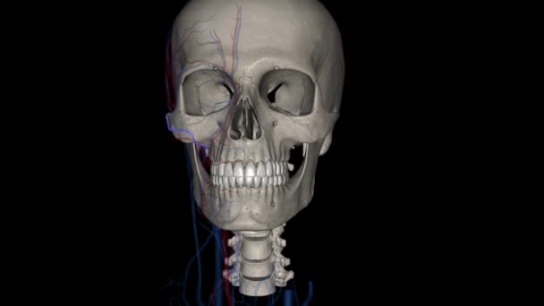 Arteria Facciale Trasversale Arteria Che Dirama Dall Arteria Temporale Superficiale — Video Stock
