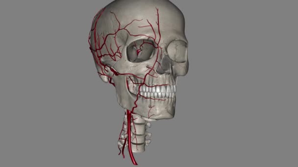 頭部と首の外部カロチド動脈の動脈 内部カロチド動脈 バーテブラル動脈 — ストック動画