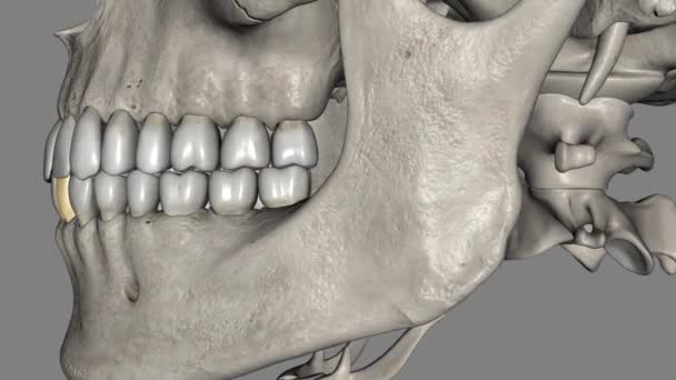下颌侧门牙是指位于下颌骨中部门牙上的牙齿 与下颌骨两侧犬牙上的门牙相对应 — 图库视频影像