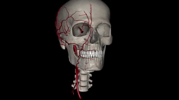 Arterie Della Testa Del Collo Arterie Carotidi Esterne Arterie Carotidi — Video Stock
