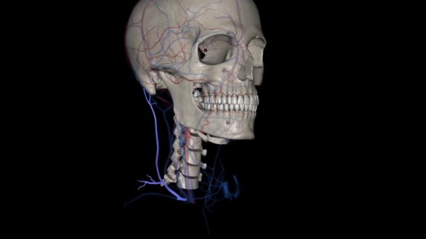 后颈外静脉3D — 图库视频影像