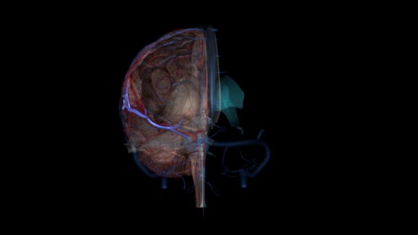 中脳静脈 表面中脳静脈と深い中脳静脈 後期硫黄に沿って走っている2つの静脈です — ストック動画