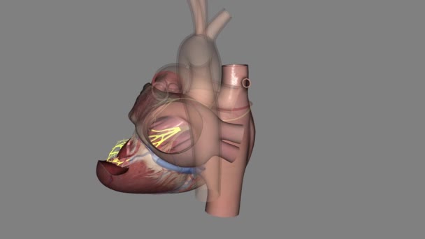 Fascicolo Posteriore Del Cuore Medico — Video Stock