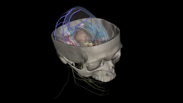 Верхні Мозкові Вени Зливають Верхню Частину Кори Головного Мозку — стокове відео