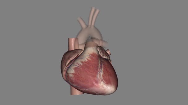 Anatomie Srdce Vnější Přední Nebo Sternocostal Povrch Hlavně Pravé Komory — Stock video