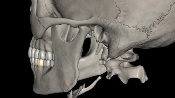 Mandibular First Molar Usually Has Two Roots Mesial Distal — Stock Video