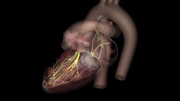 Kalp Arka Faşist Boyutlu Tıbbi — Stok video