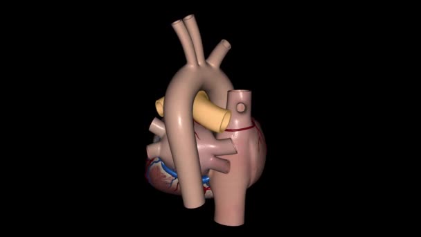 Artérias Pulmonares Transportam Sangue Coração Para Pulmões — Vídeo de Stock