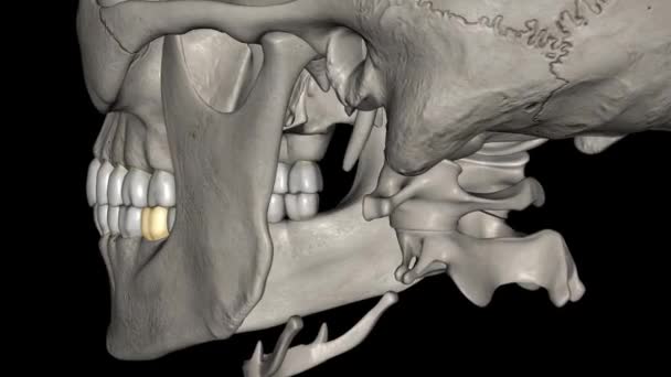 Нижнечелюстный Второй Коренной Зуб Расположен Дистально Обоих Нижнечелюстных Первых Коренных — стоковое видео