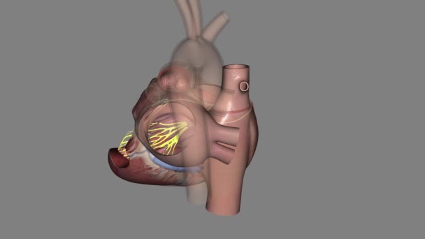 Серцевий Задній Фасцикл Медичний — стокове відео