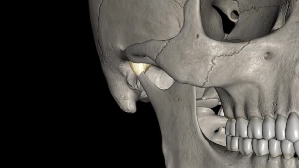 Cápsula Articular Articulación Temporomandibular — Vídeos de Stock
