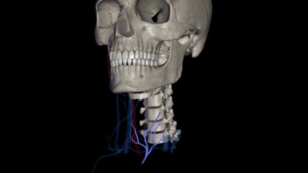 甲状腺下静脉及其多个分支是宫颈气管的最终监护者 — 图库视频影像