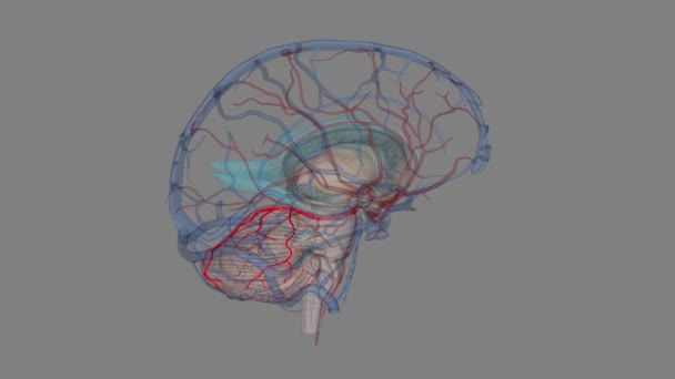 小脑上动脉 Sca 是头的动脉 — 图库视频影像