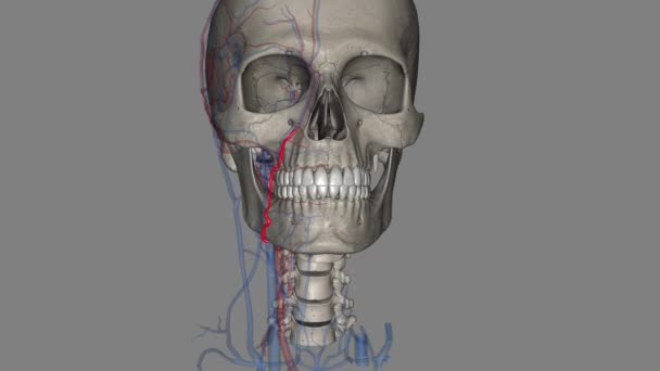 顔の動脈は表面的な表面の解剖学的構造を供給する外的なカルチド動脈の枝です — ストック動画