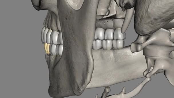 Żuchwy Pierwszy Przedtrzonowy Jest Ząb Znajduje Się Bocznie Zarówno Żuchwy — Wideo stockowe