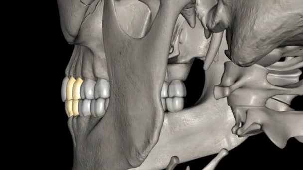 Premolar Maxillar Mandibular — Stock Video