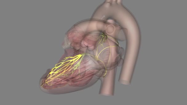 Serce Przedni Odcinek Przedni Medyczny — Wideo stockowe