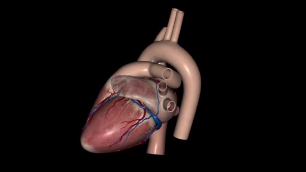Szív Anatómia Külső Elülső Vagy Sternocostal Felület Főleg Jobb Kamra — Stock videók