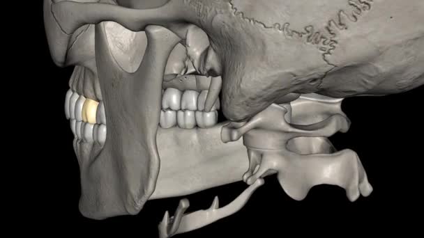 Primeiro Molar Maxilar Único Dente Dos Molares Superiores — Vídeo de Stock