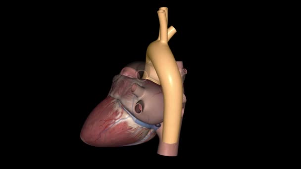 Aorta Jest Główną Tętnicą Która Przenosi Krew Serca Reszty Ciała — Wideo stockowe
