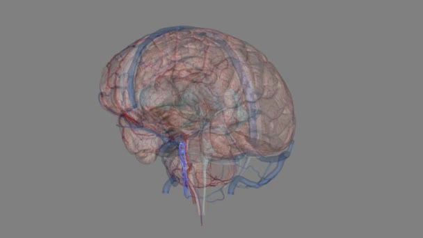 Podstawowy Splot Żylny Znajduje Się Między Endosteal Opon Mózgowo Rdzeniowych — Wideo stockowe