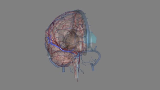 Middelste Cerebrale Aders Oppervlakkige Middelste Cerebrale Ader Diepe Middelste Cerebrale — Stockvideo