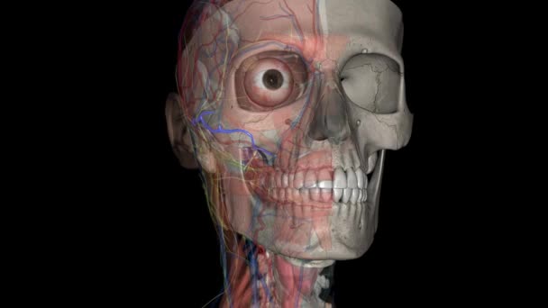 横向きの顔の動脈は表面的な時間動脈から分岐し 顔を横切って走る動脈です — ストック動画